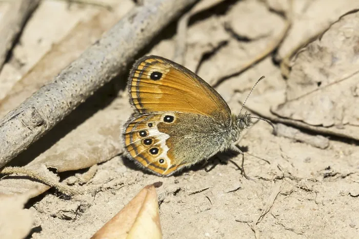 Gerahmter Druck : Coenonympha elbana