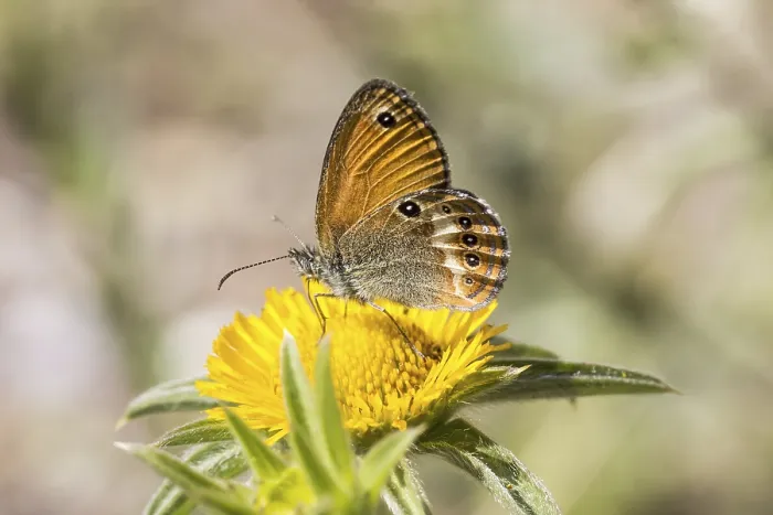 Gerahmter Druck : Coenonympha elbana Gerahmter Druck : Coenonympha elbana