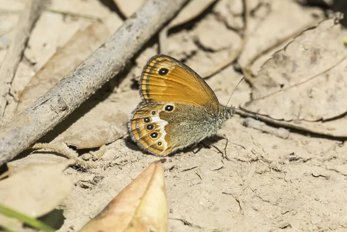 Gerahmter Druck : Coenonympha elbana Gerahmter Druck : Coenonympha elbana