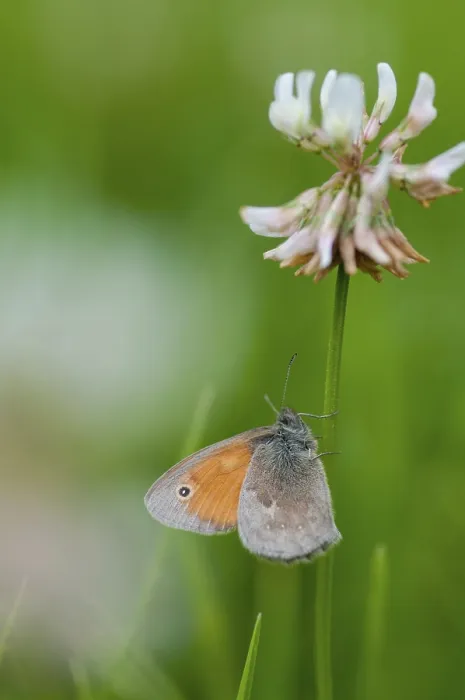 Gerahmter Druck : Coenonympha Pamphilus, Gemeine Wiesenvögelchen.