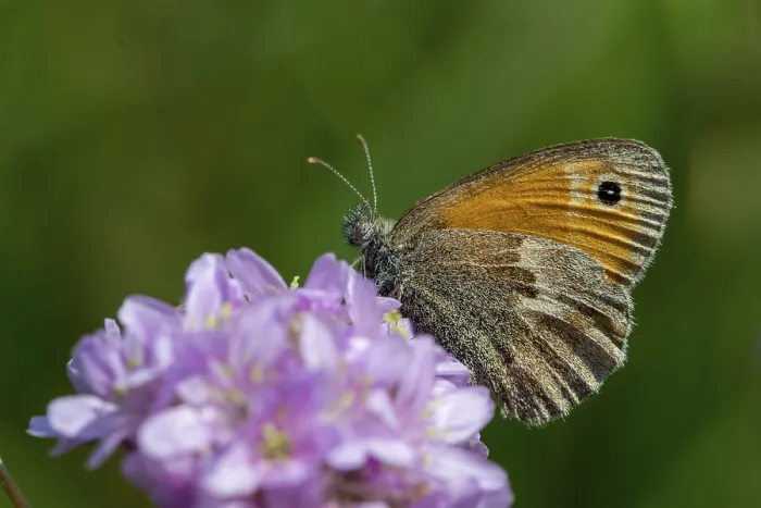 Gerahmter Druck : Coenonympha Pamphilus, Gemeine Wiesenvögelchen Gerahmter Druck : Coenonympha Pamphilus, Gemeine Wiesenvögelchen
