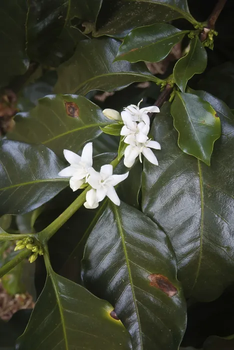 Gerahmter Druck : Kaffeebaumblüten, Serra da Canastra. Gerahmter Druck : Kaffeebaumblüten, Serra da Canastra.