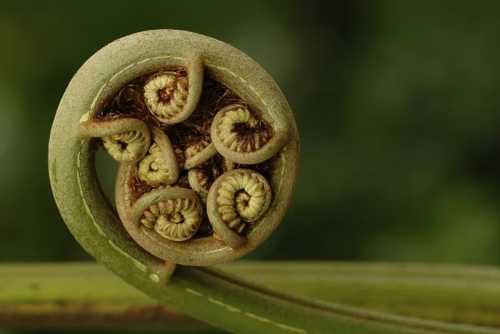 Gerahmter Druck : Kreisförmige Blattrosette (Pteridopsida) Gerahmter Druck : Kreisförmige Blattrosette (Pteridopsida)
