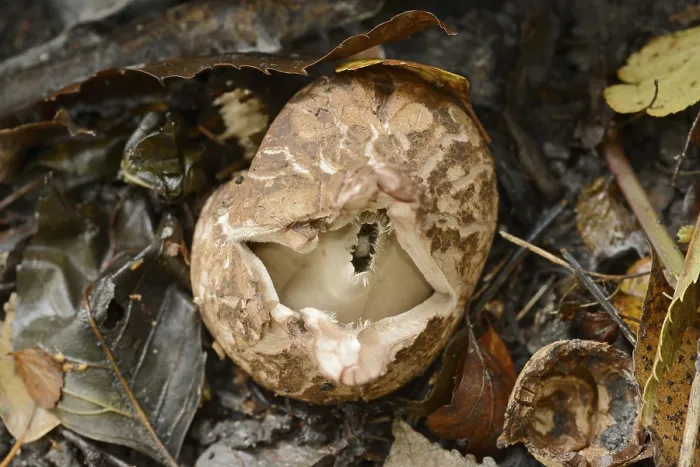 Gerahmter Druck : Kragen-Erdschichtling (Geastrum triplex) Gerahmter Druck : Kragen-Erdschichtling (Geastrum triplex)