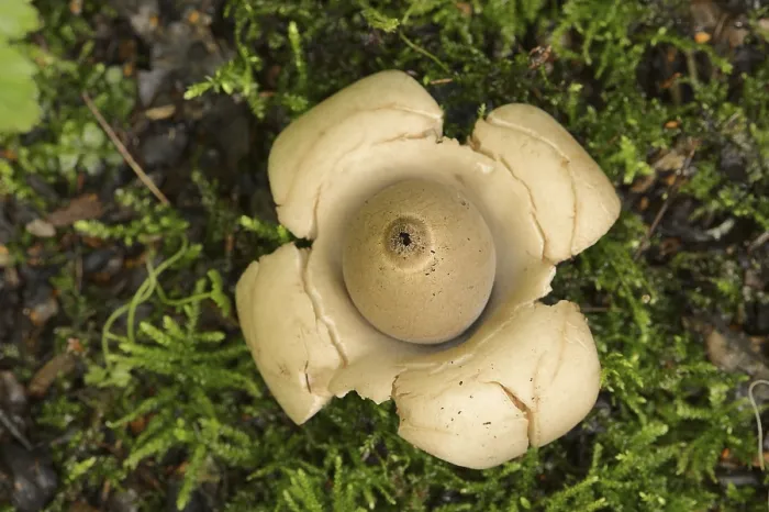 Gerahmter Druck : Geastrum triplex Gerahmter Druck : Geastrum triplex