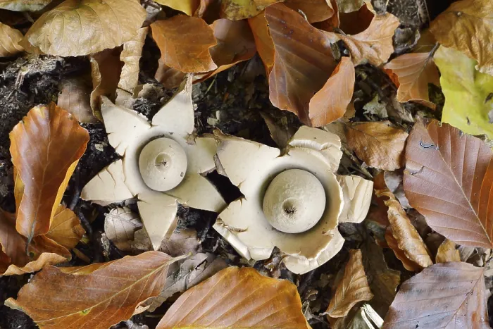Gerahmter Druck : Geastrum triplex Gerahmter Druck : Geastrum triplex