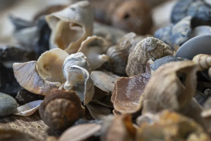 Gerahmter Druck : Sammlung verschiedener Strandhäuslings.