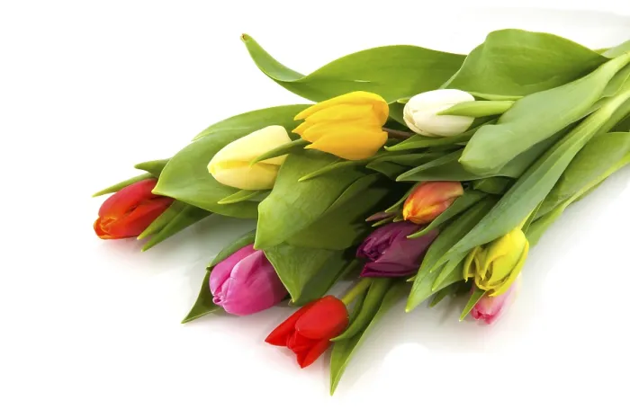 Gerahmter Druck : Farbiger Blumenstrauß aus Tulpen. Gerahmter Druck : Farbiger Blumenstrauß aus Tulpen.