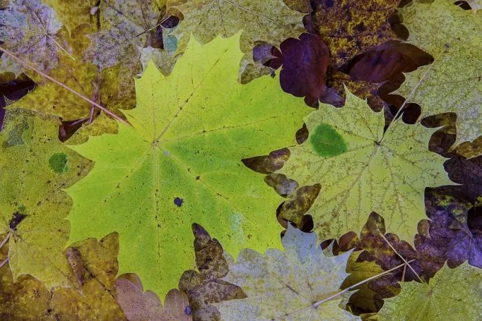 Gerahmter Druck : Farbige Blätter einer (Acer) im Herbst. Gerahmter Druck : Farbige Blätter einer (Acer) im Herbst.