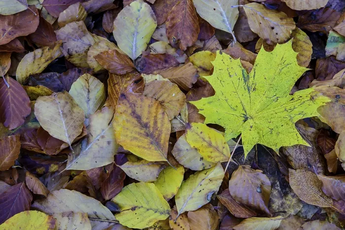 Gerahmter Druck : Farbige Blätter einer (Acer) im Herbst. Gerahmter Druck : Farbige Blätter einer (Acer) im Herbst.