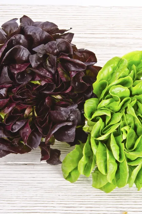 Gerahmter Druck : Farbige Salate gemischt. Gerahmter Druck : Farbige Salate gemischt.
