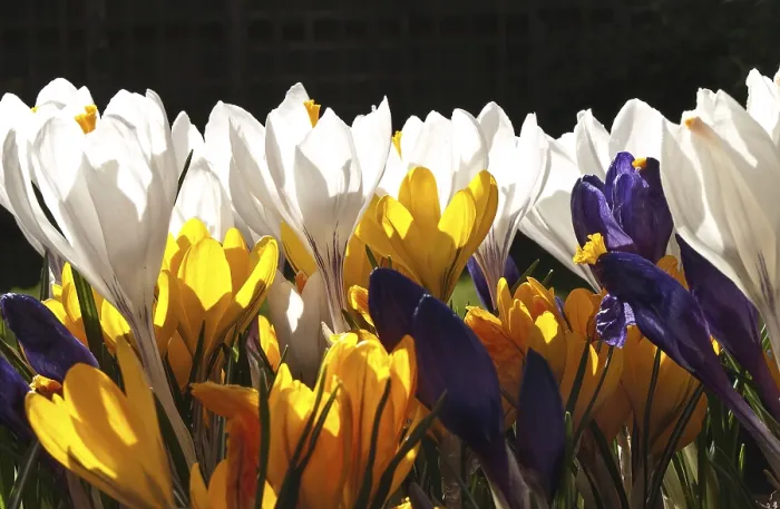 Gerahmter Druck : Die farbenfrohe Ankunft des Frühlings. Gerahmter Druck : Die farbenfrohe Ankunft des Frühlings.