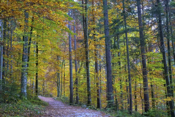 Gerahmter Druck : Farbenfroher Herbstwald mit laubabwerfender Pfade. Gerahmter Druck : Farbenfroher Herbstwald mit laubabwerfender Pfade.