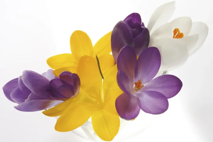 Gerahmter Druck : Farbige Krokusse (Crocus) Gerahmter Druck : Farbige Krokusse (Crocus)
