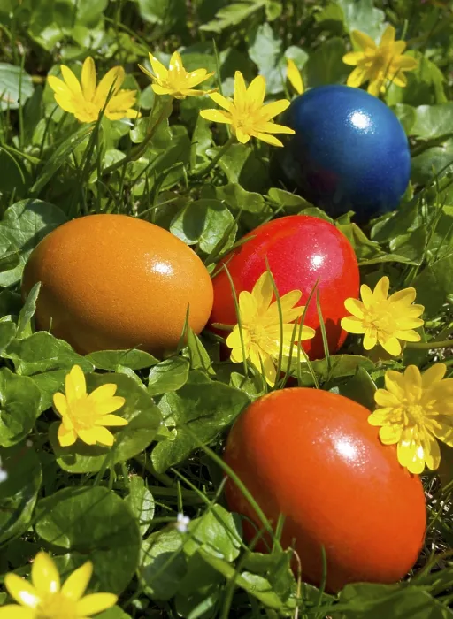 Gerahmter Druck : Farbige Ostereier liegen in einer Blumenwiese. Gerahmter Druck : Farbige Ostereier liegen in einer Blumenwiese.
