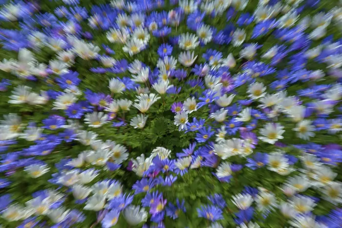 Gerahmter Druck : Farbenfroher Blumenbeet im Frühling. Gerahmter Druck : Farbenfroher Blumenbeet im Frühling.