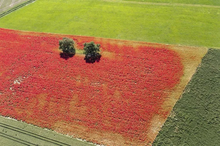 Gerahmter Druck : Farbenfrohe Blumenfelder in der Hohenloher Ebene. Gerahmter Druck : Farbenfrohe Blumenfelder in der Hohenloher Ebene.