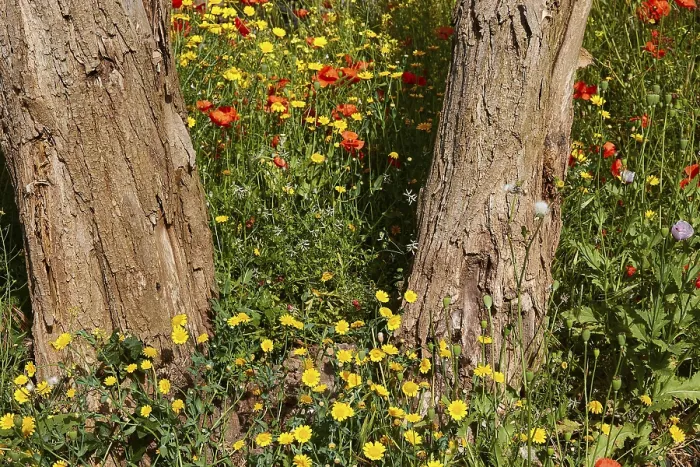 Gerahmter Druck : Farbenfroher Frühlingswiese, Bäume. Gerahmter Druck : Farbenfroher Frühlingswiese, Bäume.