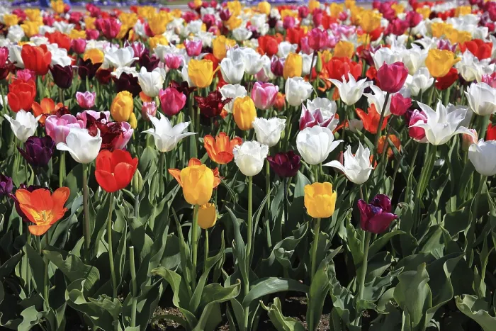 Gerahmter Druck : Viele farbenfrohe Tulpen in einem Bereich. Gerahmter Druck : Viele farbenfrohe Tulpen in einem Bereich.