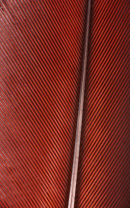Gerahmter Druck : Farbiger Federbusch des Papageis Gerahmter Druck : Farbiger Federbusch des Papageis