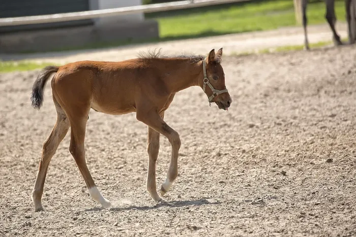 Gerahmter Druck : Ein Pferd im Gras Gerahmter Druck : Ein Pferd im Gras