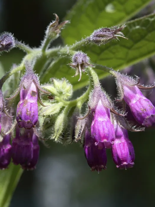 Gerahmter Druck : Königskerbel (Symphytum officinale) Gerahmter Druck : Königskerbel (Symphytum officinale)