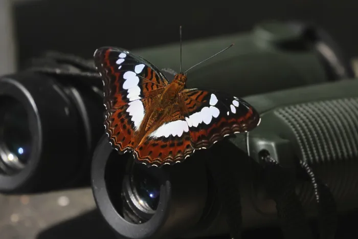 Gerahmter Druck : Befehls-Schmetterling, Moduza procris.