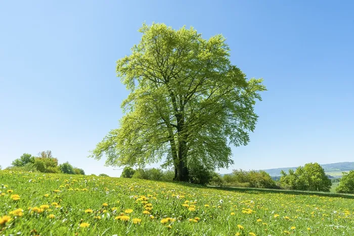 Gerahmter Druck : Gemeine Buche (Fagus sylvatica) Gerahmter Druck : Gemeine Buche (Fagus sylvatica)