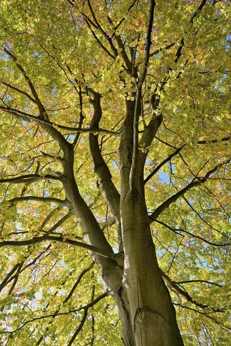 Gerahmter Druck : Gemeine Buche (Fagus sylvatica) Gerahmter Druck : Gemeine Buche (Fagus sylvatica)
