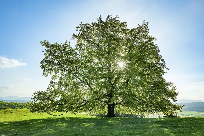 Gerahmter Druck : Gemeine Buche (Fagus sylvatica) Gerahmter Druck : Gemeine Buche (Fagus sylvatica)