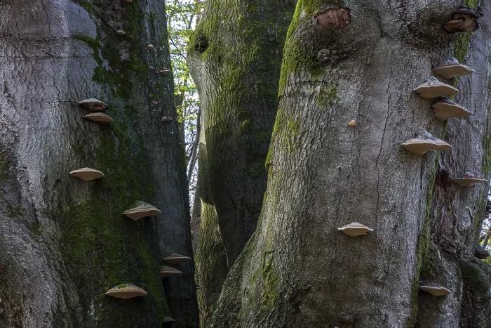 Gerahmter Druck : Gemeine Buche (Fagus sylvatica) Gerahmter Druck : Gemeine Buche (Fagus sylvatica)