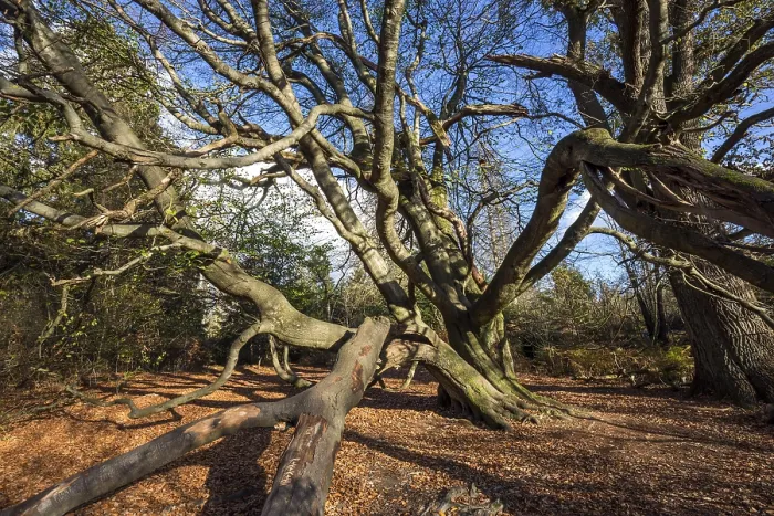Gerahmter Druck : Gemeine Buche (Fagus sylvatica) Gerahmter Druck : Gemeine Buche (Fagus sylvatica)