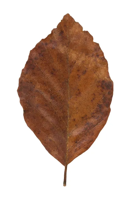 Gerahmter Druck : Gemeiner Buchenbaum (Fagus sylvatica) Gerahmter Druck : Gemeiner Buchenbaum (Fagus sylvatica)