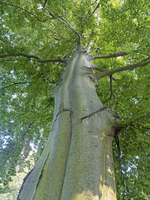 Gerahmter Druck : Gemeine Buche (Fagus sylvatica) Gerahmter Druck : Gemeine Buche (Fagus sylvatica)