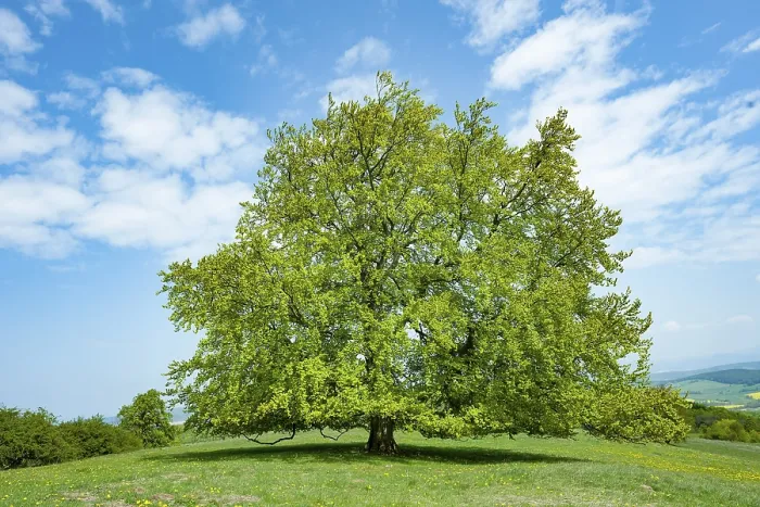 Gerahmter Druck : Gemeiner Buchenbaum (Fagus sylvatica) Gerahmter Druck : Gemeiner Buchenbaum (Fagus sylvatica)