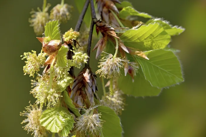 Gerahmter Druck : Gemeine Buche (Fagus sylvatica) Gerahmter Druck : Gemeine Buche (Fagus sylvatica)