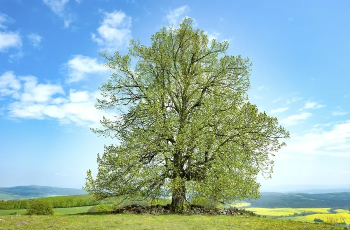 Gerahmter Druck : Gemeine Buche (Fagus sylvatica) Gerahmter Druck : Gemeine Buche (Fagus sylvatica)