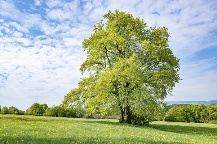 Gerahmter Druck : Gemeine Buche (Fagus sylvatica) Gerahmter Druck : Gemeine Buche (Fagus sylvatica)
