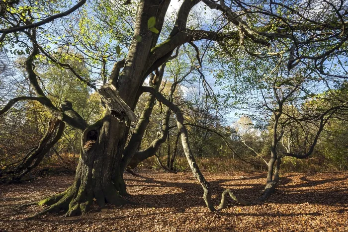 Gerahmter Druck : Gemeine Buche (Fagus sylvatica) Gerahmter Druck : Gemeine Buche (Fagus sylvatica)
