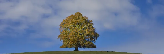 Gerahmter Druck : Gemeine Buche (Fagus sylvatica)