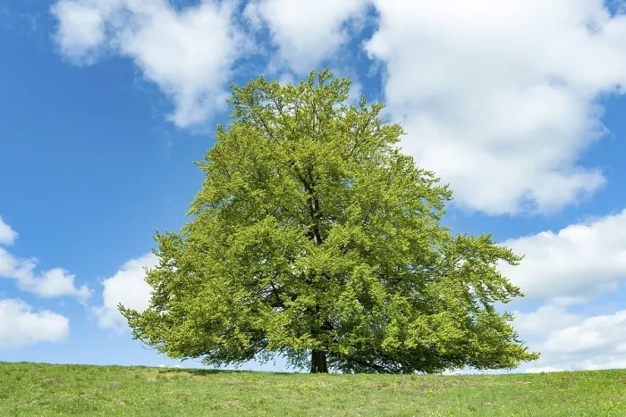 Gerahmter Druck : Gemeine Buche (Fagus sylvatica) Gerahmter Druck : Gemeine Buche (Fagus sylvatica)