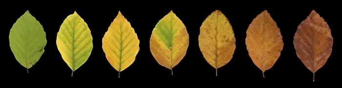 Gerahmter Druck : Gemeine Buche (Fagus sylvatica) Gerahmter Druck : Gemeine Buche (Fagus sylvatica)