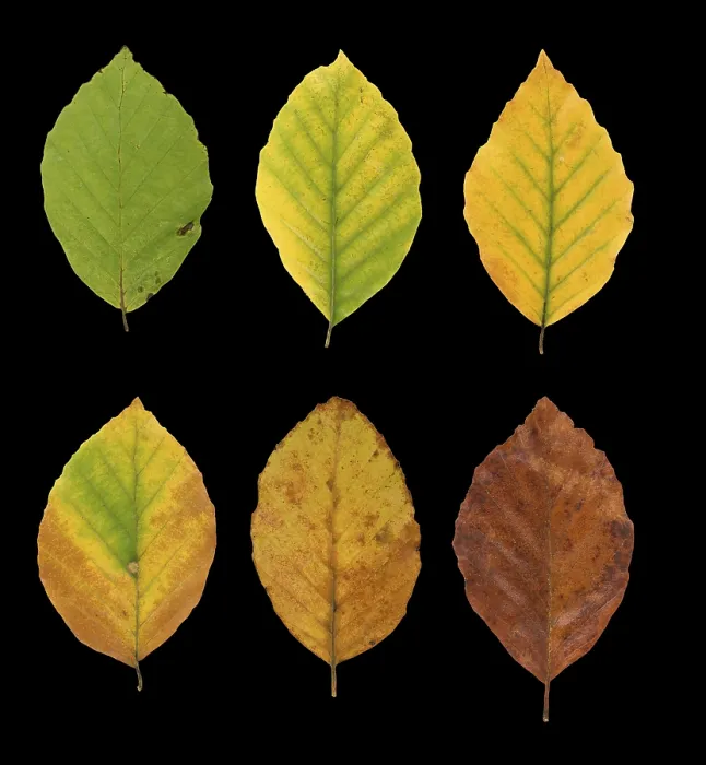 Gerahmter Druck : Gemeine Buche (Fagus sylvatica) Gerahmter Druck : Gemeine Buche (Fagus sylvatica)