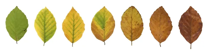 Gerahmter Druck : Gemeine Buche (Fagus sylvatica) Gerahmter Druck : Gemeine Buche (Fagus sylvatica)