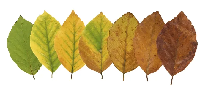 Gerahmter Druck : Gemeine Buche (Fagus sylvatica) Gerahmter Druck : Gemeine Buche (Fagus sylvatica)