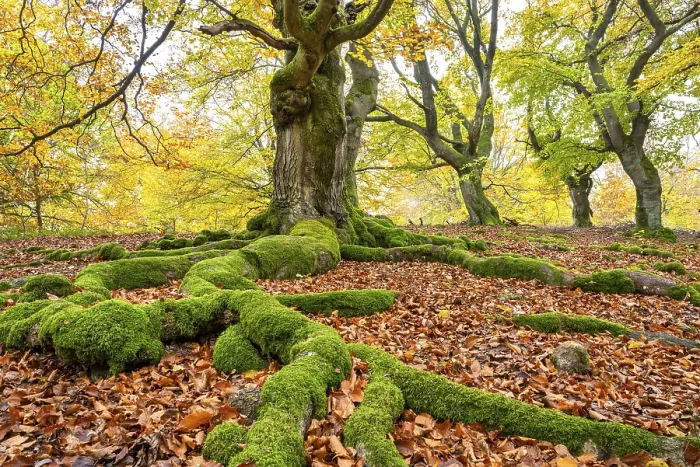 Gerahmter Druck : Gemeine Buche (Fagus sylvatica) Gerahmter Druck : Gemeine Buche (Fagus sylvatica)