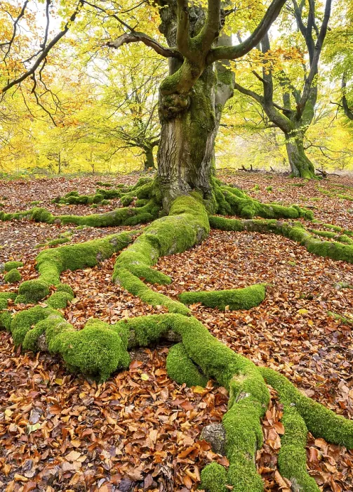 Gerahmter Druck : Gemeine Buche (Fagus sylvatica) Gerahmter Druck : Gemeine Buche (Fagus sylvatica)