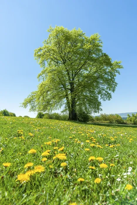 Gerahmter Druck : Gemeine Buche (Fagus sylvatica) Gerahmter Druck : Gemeine Buche (Fagus sylvatica)