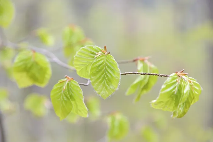 Gerahmter Druck : Gemeiner Buchenbaum (Fagus sylvatica) Gerahmter Druck : Gemeiner Buchenbaum (Fagus sylvatica)