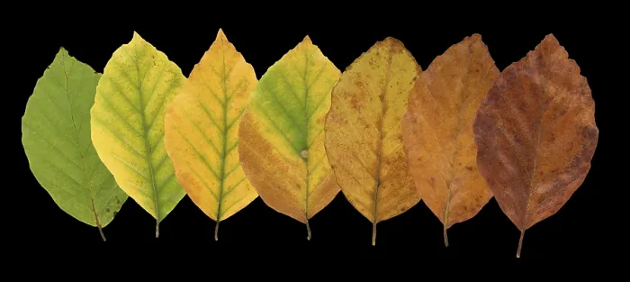 Gerahmter Druck : Gemeine Buche (Fagus sylvatica) Gerahmter Druck : Gemeine Buche (Fagus sylvatica)